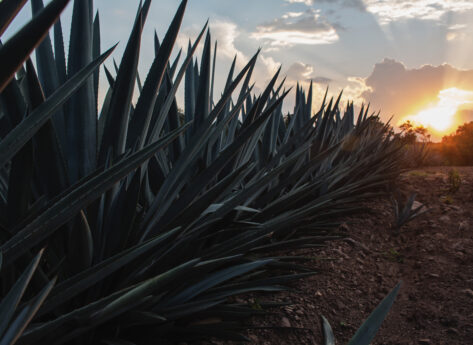 Elevating Excellence: Wine Country Network Announces Expanded Judging Team for the 2024 Tequila Mezcal Challenge