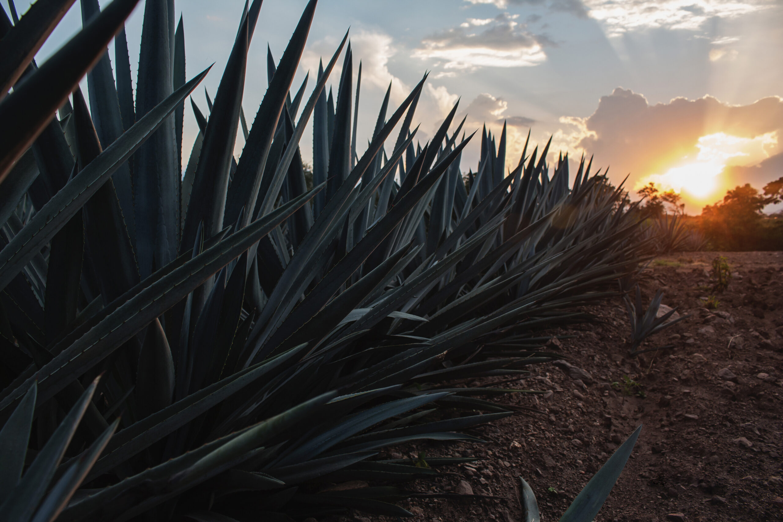 Agave en el atardecer